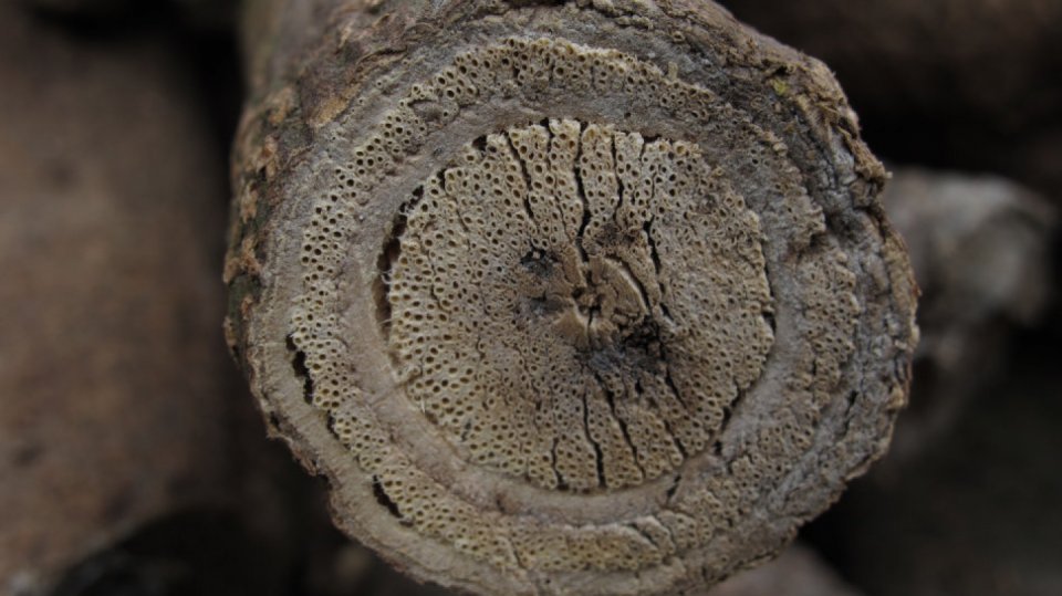 Kožnatec druhu Derris eriocarpa